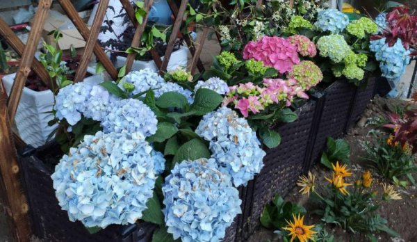 绣球花叶子发黄是怎么回事