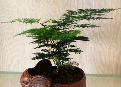 文竹如何繁殖育苗