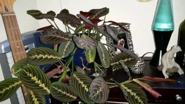 植物叶子发黄干枯是怎么回事