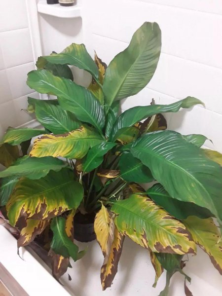 植物叶子发黄干枯是怎么回事