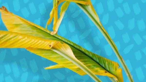 植物叶子发黄干枯是怎么回事