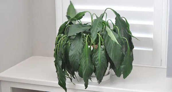 植物叶子发黄干枯是怎么回事