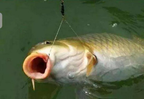 钓鲤鱼最顶级的绝杀饵