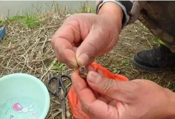 钓鲤鱼最顶级的绝杀饵