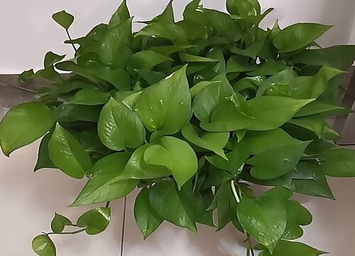 绿萝怎样养护长得旺盛
