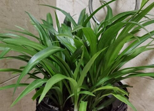 换土换盆会让植物更旺盛的植物