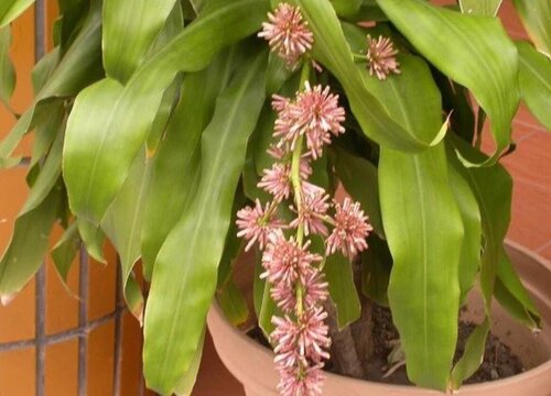 香龙血树开花后怎么处理