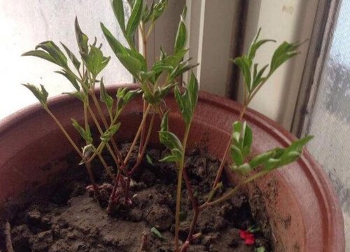 冬天该怎么给花卉浇水呢