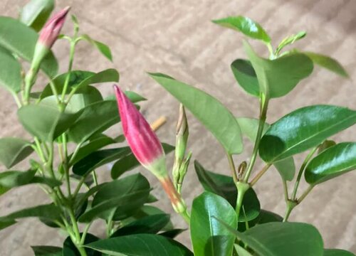 飘香藤有种子吗