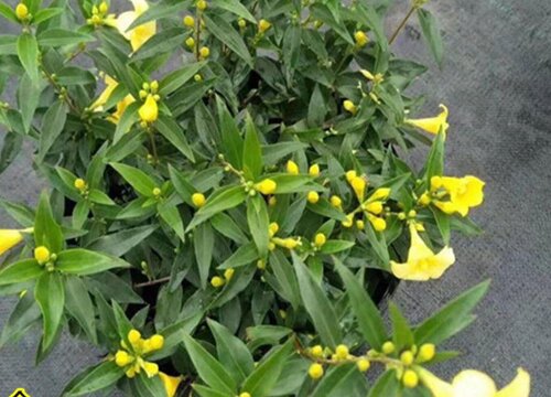 飘香藤有种子吗