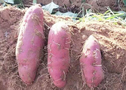 红薯收获时间及注意问题