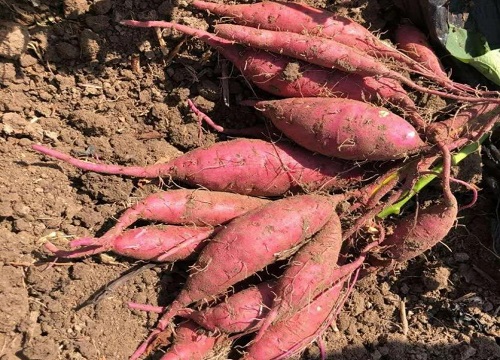 红薯收获时间及注意问题