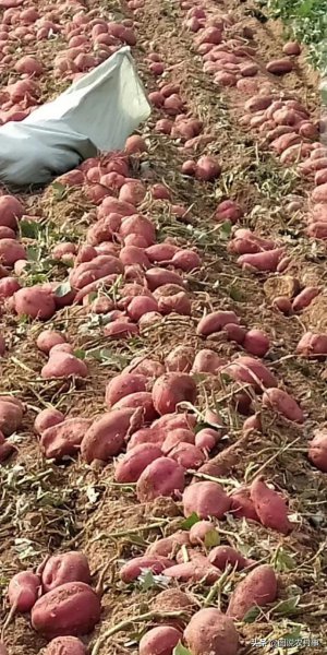 红薯收获时间及注意问题