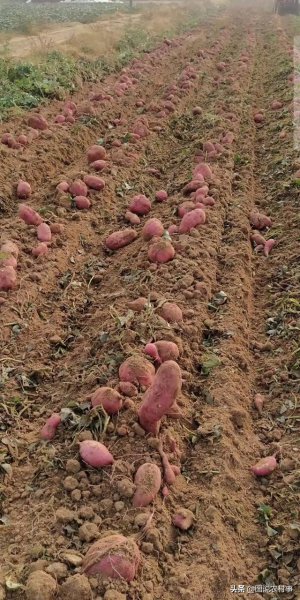 红薯收获时间及注意问题