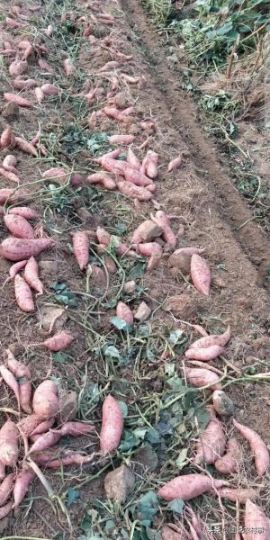 红薯收获时间及注意问题