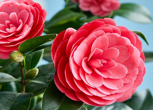 四季茶花的度夏攻略