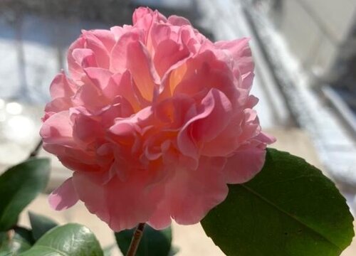 四季茶花的度夏攻略