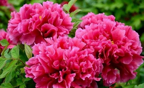 我国国花是哪一种植物