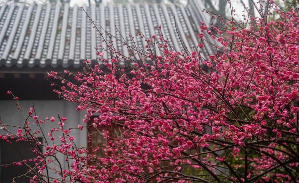 我国国花是哪一种植物