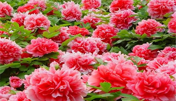 我国国花是哪一种植物