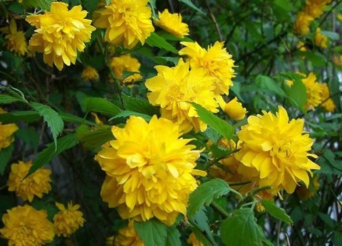 棣棠冬天能移栽吗