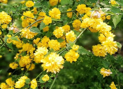 棣棠冬天能移栽吗