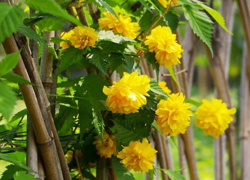 棣棠冬天能移栽吗