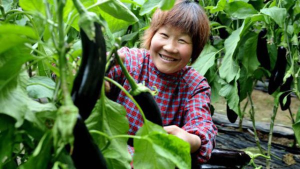 种茄子的步骤及注意事项