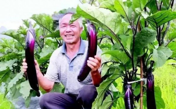 种茄子的步骤及注意事项