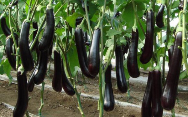 种茄子的步骤及注意事项