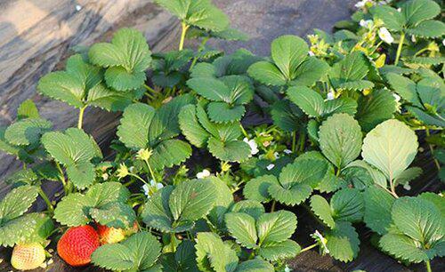 草莓蓟马虫害症状与防治方法