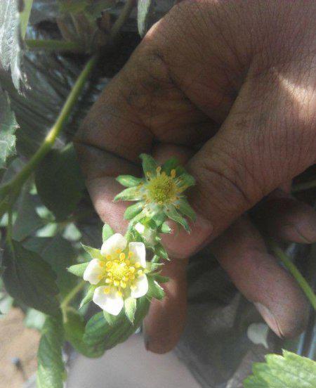 草莓蓟马虫害症状与防治方法