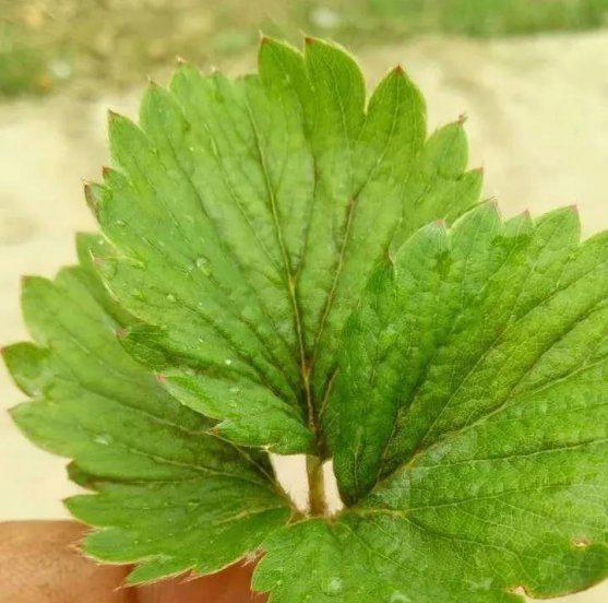 草莓蓟马虫害症状与防治方法