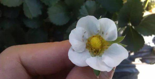 草莓蓟马虫害症状与防治方法