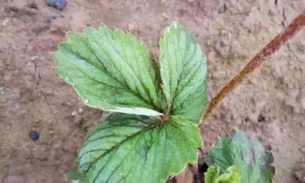草莓蓟马虫害症状与防治方法