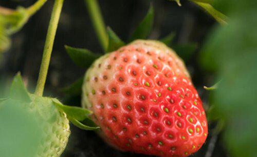 草莓蓟马虫害症状与防治方法