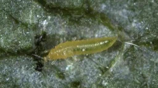 草莓蓟马虫害症状与防治方法