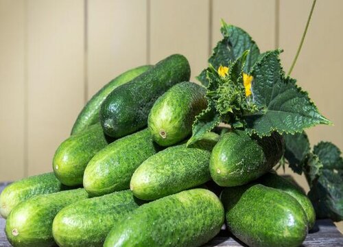 老黄瓜有什么药用价值