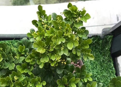 冬季如何养米兰花越冬更安全