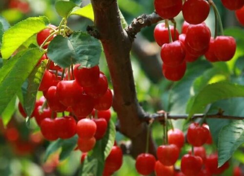 樱桃花开得多坐果率低怎么回事