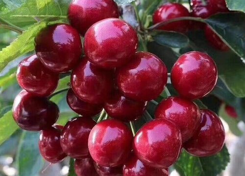 樱桃花开得多坐果率低怎么回事