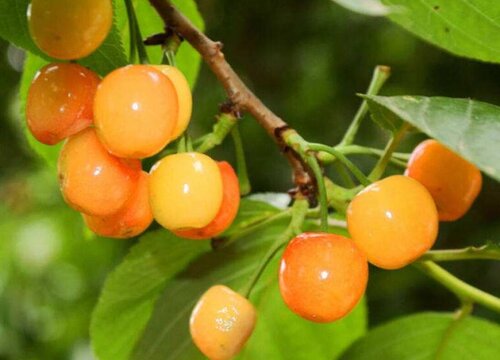 樱桃花开得多坐果率低怎么回事