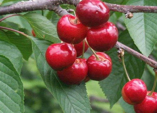 樱桃花开得多坐果率低怎么回事