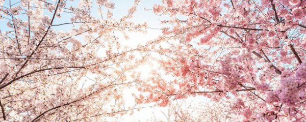 樱桃开的花是什么花