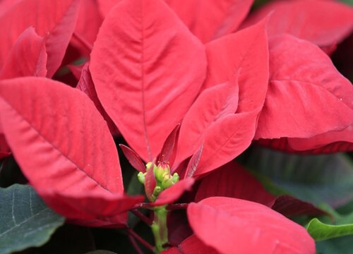 什么花象征着顺利吉祥成功
