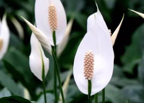 什么花象征着顺利吉祥成功