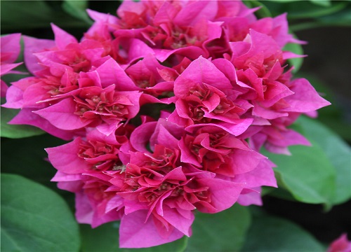 三角梅在炎热的夏天怎样催花