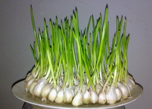 蒜苗可以水培吗