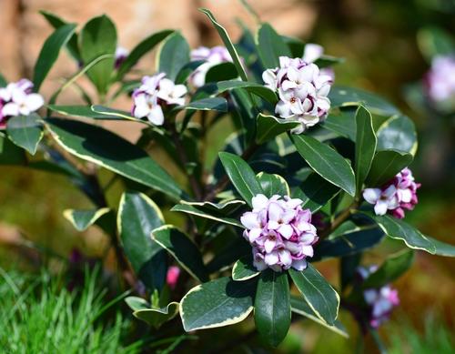 瑞香扦插生根最快方法