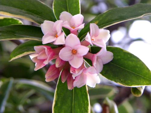 瑞香扦插生根最快方法